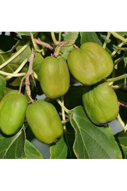 Достигання плодів актинідії Чан Бай Гіант